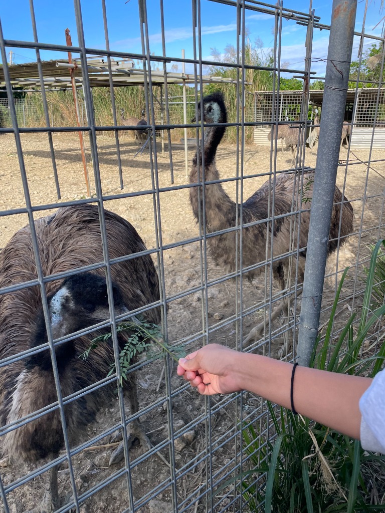 エミューに餌をあげる体験