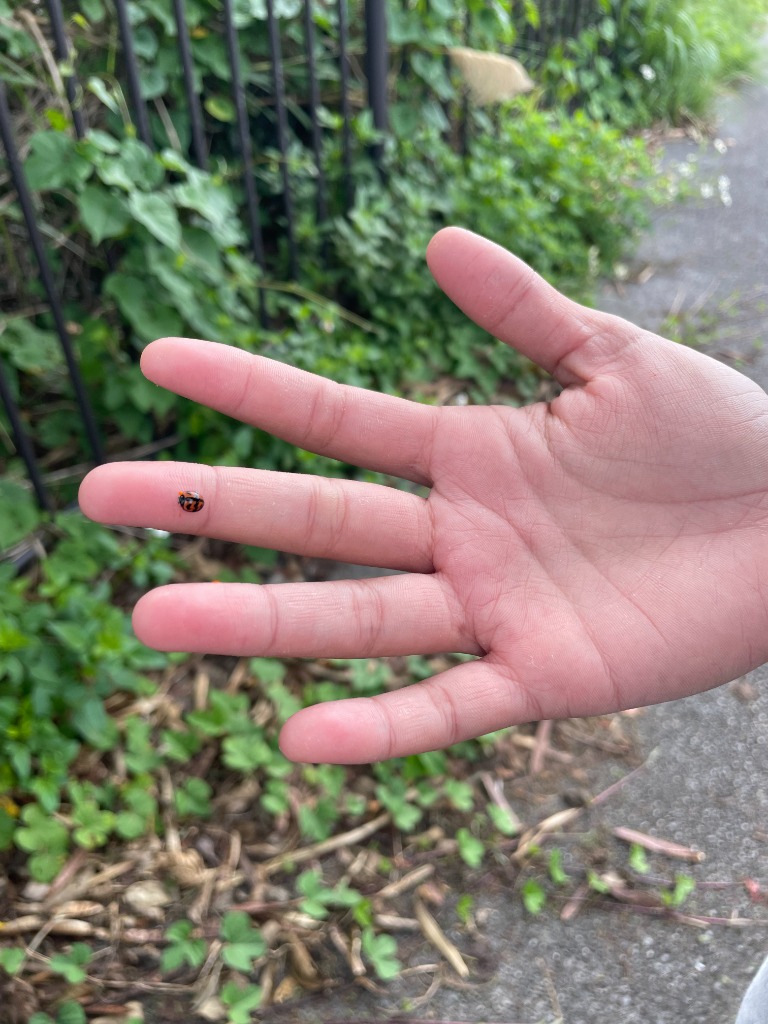 手に止まるてんとう虫